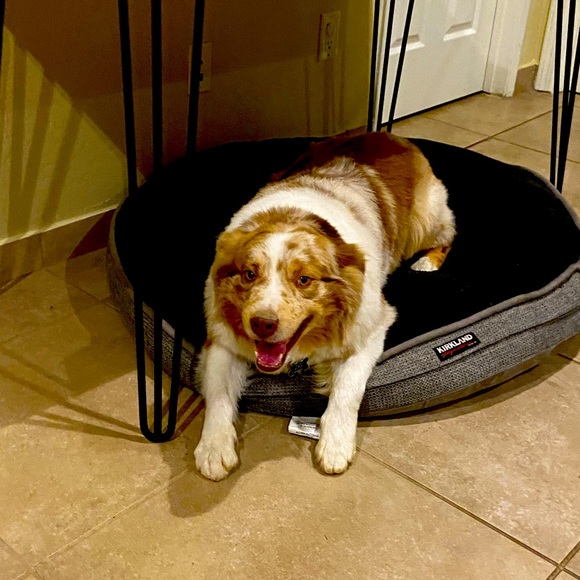 Meet your Posher, Ava - Picture 1 of 1